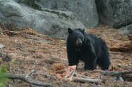 Black Bear, USA