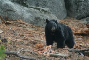 Black Bear, USA