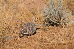 Double-banded Sandgrouse, Namibia