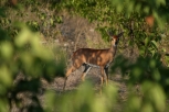 Steenbok, Namibia