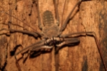 Whip Spider, Brazil