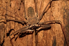 Whip Spider, Brazil