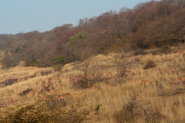 Chital in Ranthambore National Park