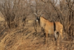 Roan Antelope, Benin