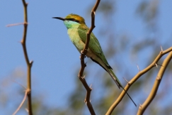 Green Bee-eater, India