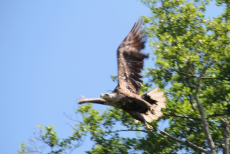 White-tailed Eagle, Germany