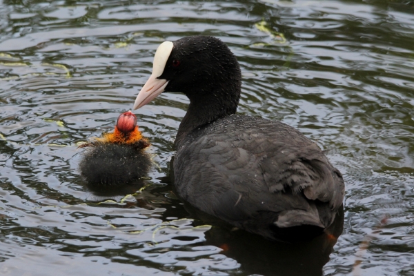 Eurasian Coot with fledgling