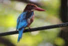 White-throated Kingfisher, India