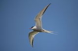 Arctic Tern, Germany
