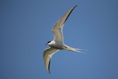 Arctic Tern, Germany