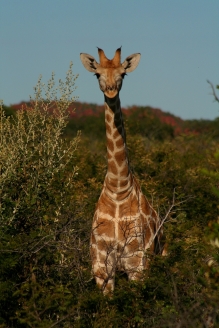 Giraffe, Namibia