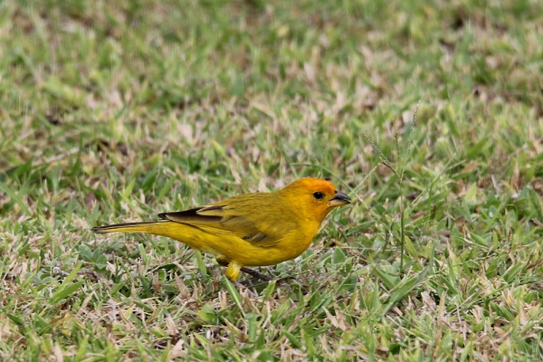 male Saffron Finch