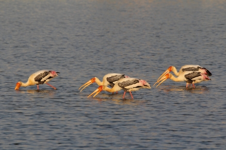 Painted Stork, India