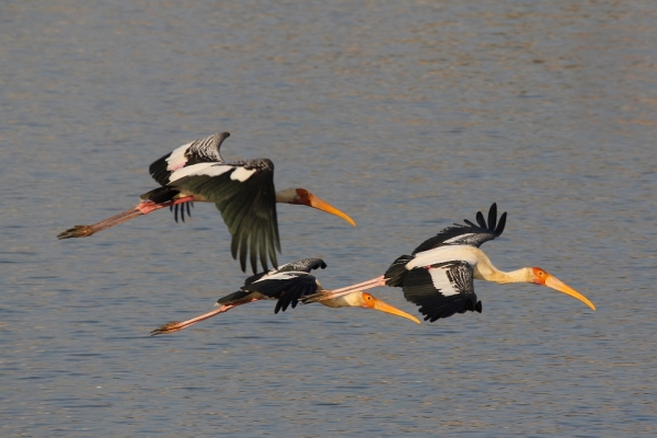 flying storks