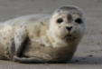 Harbor Seal, Germany