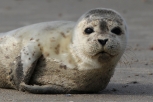 Harbor Seal, Germany
