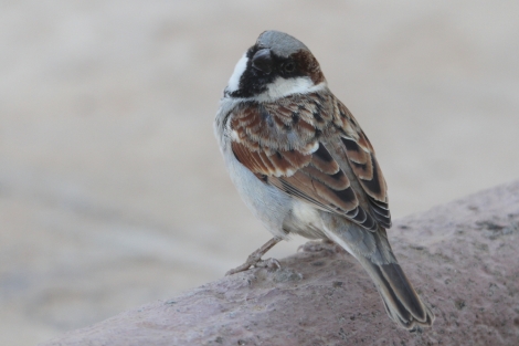male House Sparrow in Jaipur, India