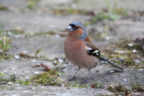 male Common Chaffinch