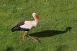 a White Stork roaming through the front garden