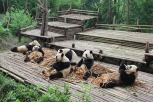 a group of munching Giant Pandas