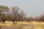 dry savannah
