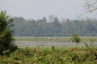 wildlife in Kaziranga National Park