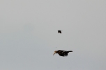 Great Hornbill accompanied by Black Drongo