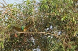 Blue-bearded Bee-eater