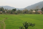 rice fields of Assam