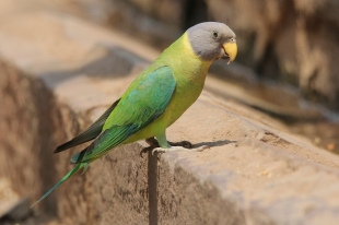 female Plum-headed Parakeet