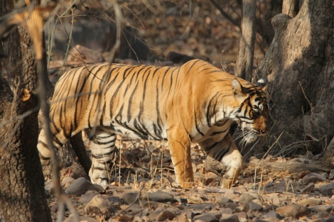 Tigress T60 roaming through the forests of Ranthambore