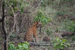 beautiful young tiger