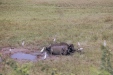 buffaloes near Jhansi