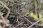 a Reed Warbler with prey