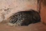 a tired Indian Porcupine sleeping next to a temple in the park