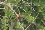 male Red Avadavat