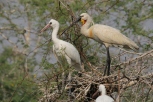 Eurasian Spoonbill with young