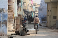 cows and camels in the alleys of Bikaner