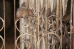 rats in the courtyard