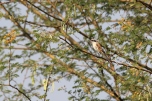 juvenile Bay-backed Shrike
