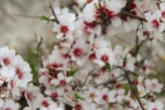 almond blossoms