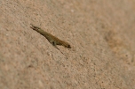 a gecko
