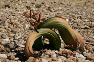 male Welwitschia