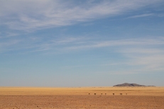 ostrich family in the desert