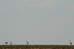 Giraffes in the vast Etosha National Park