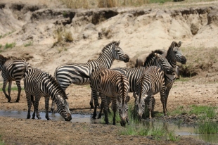 Grant Zebras