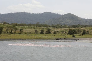 flamingos on Momella Lake