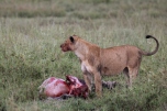 lion at a fresh kill