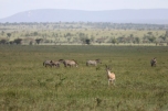 Grant's Gazelle and zebras