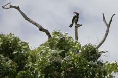 male Crowned Hornbill